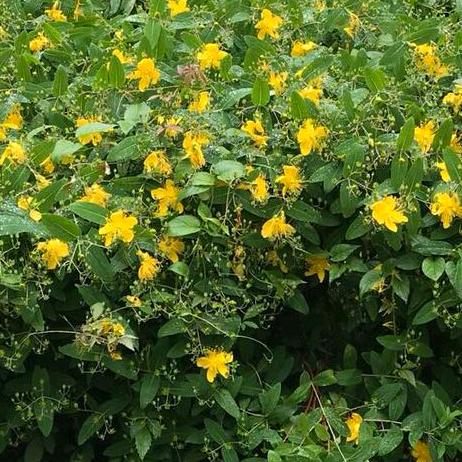 东莞市鑫兆电缆设备有限公司