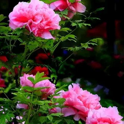 一切随缘(62年虎🐯)(拒聊)