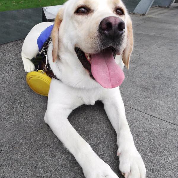 导盲犬安安