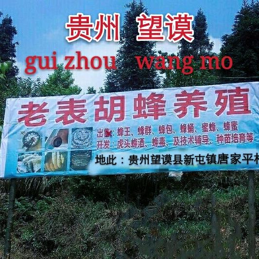 贵州老表胡蜂养殖