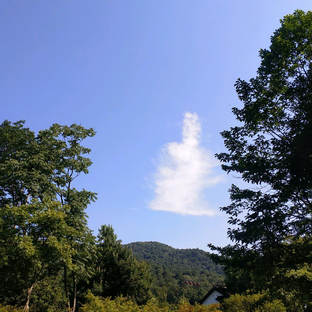 花开富贵♥(｡￫v￩｡)♥