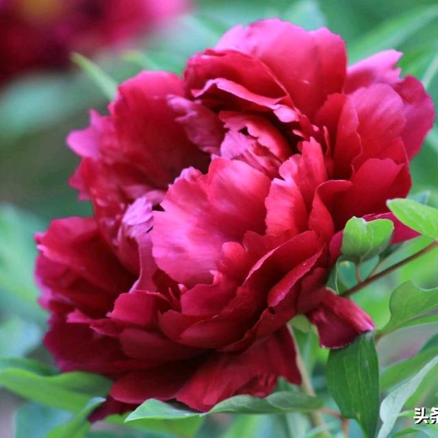 ꧁花中💞之王꧂