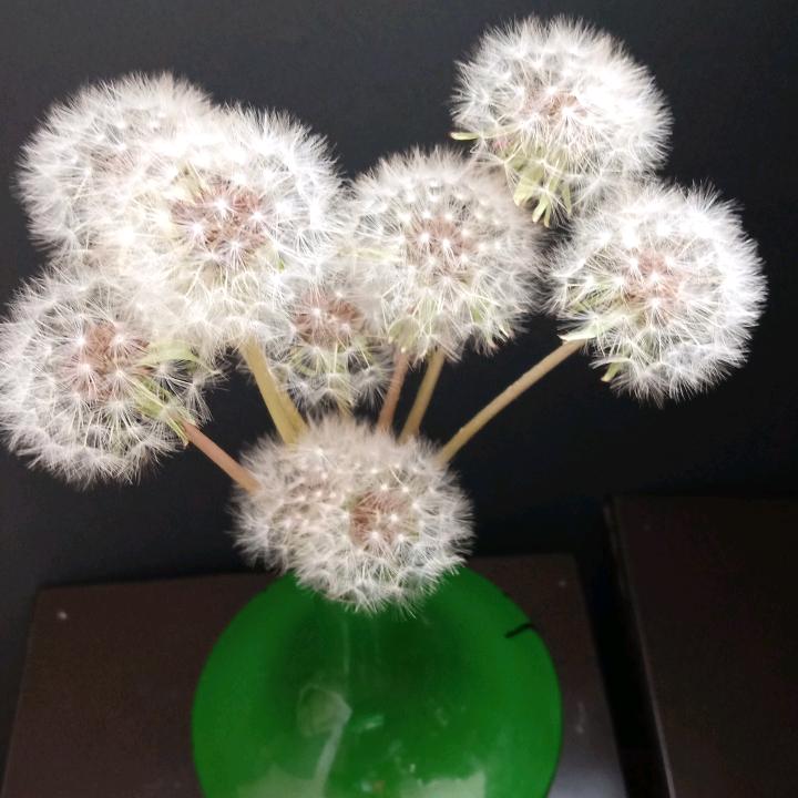 怡