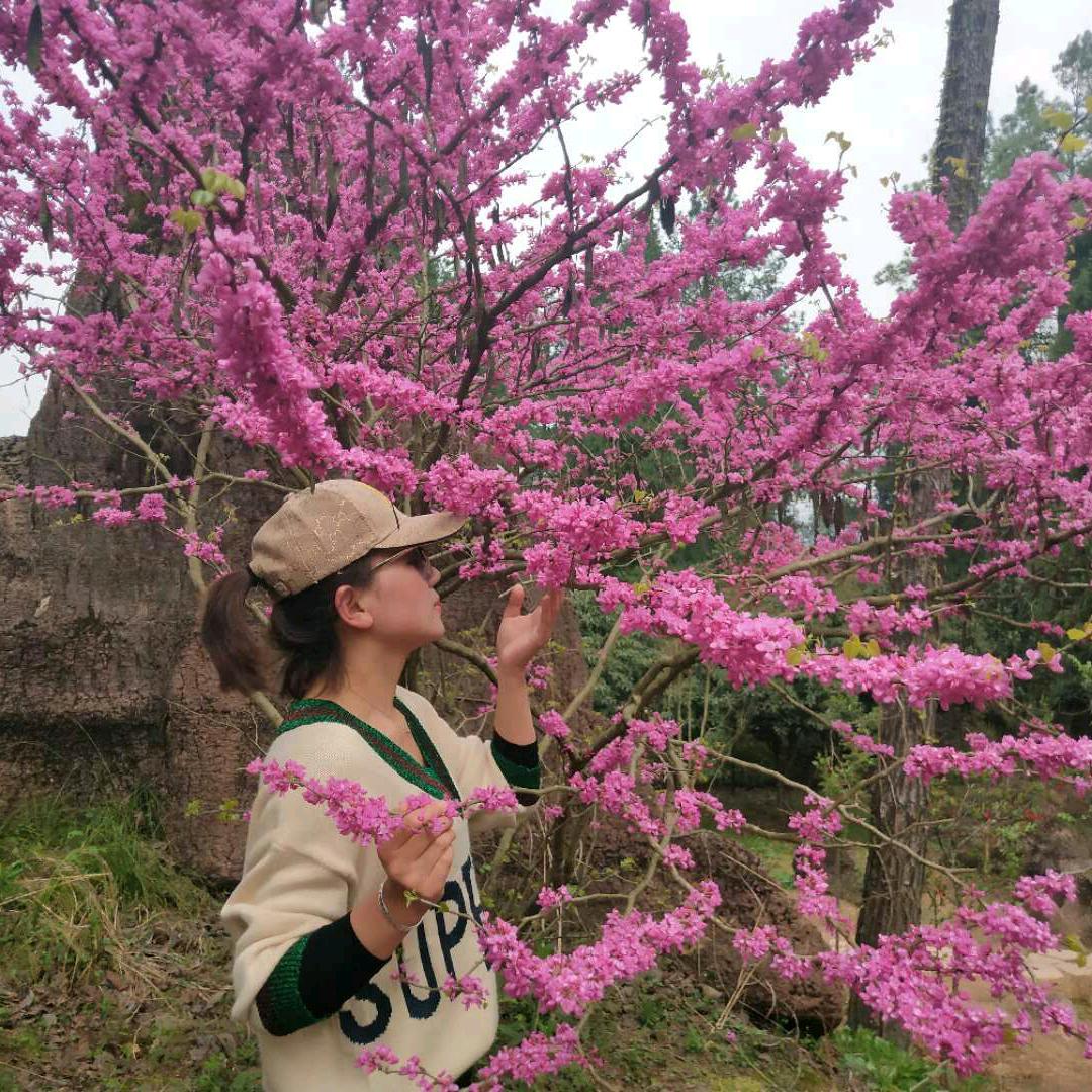 朵儿