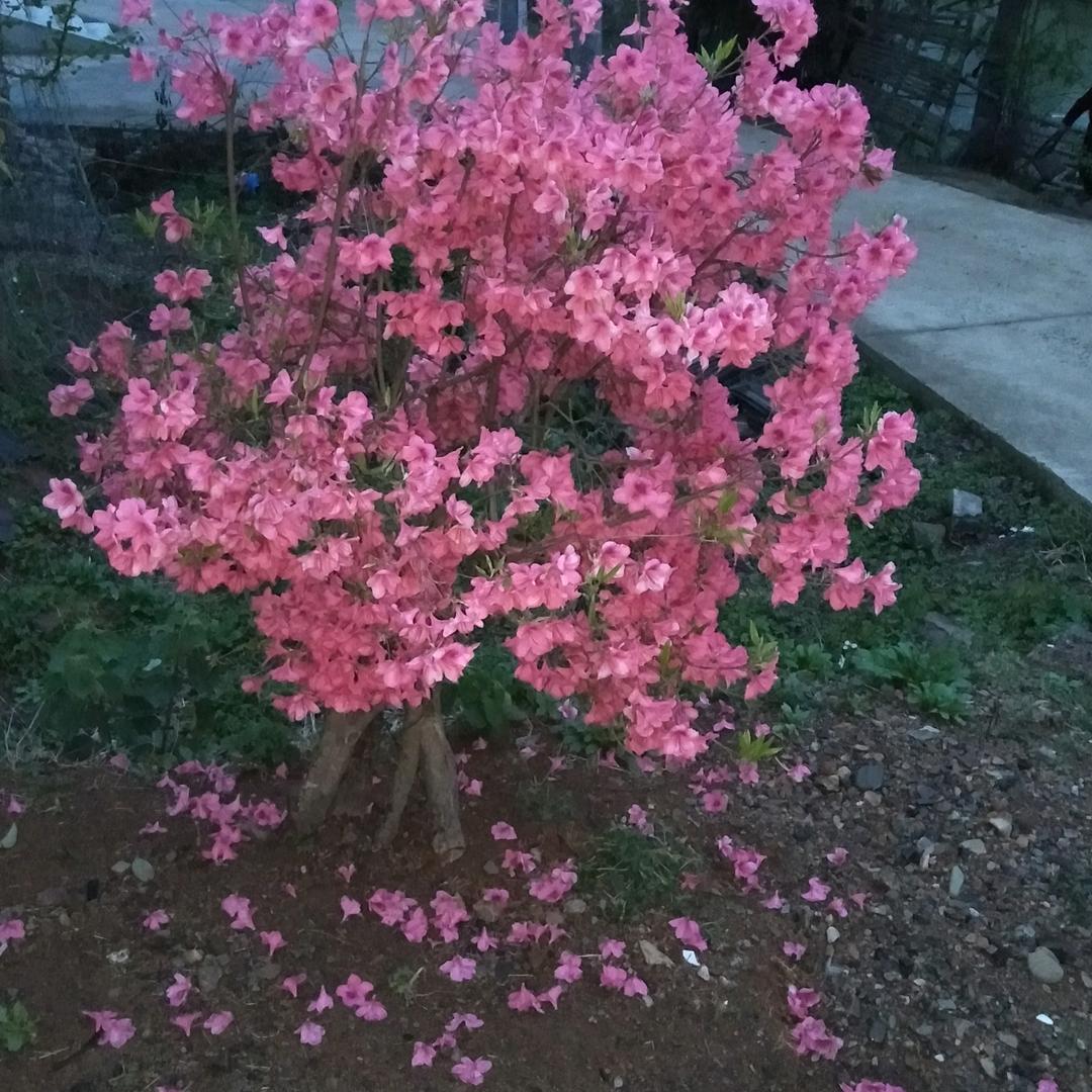 灿烂阳光