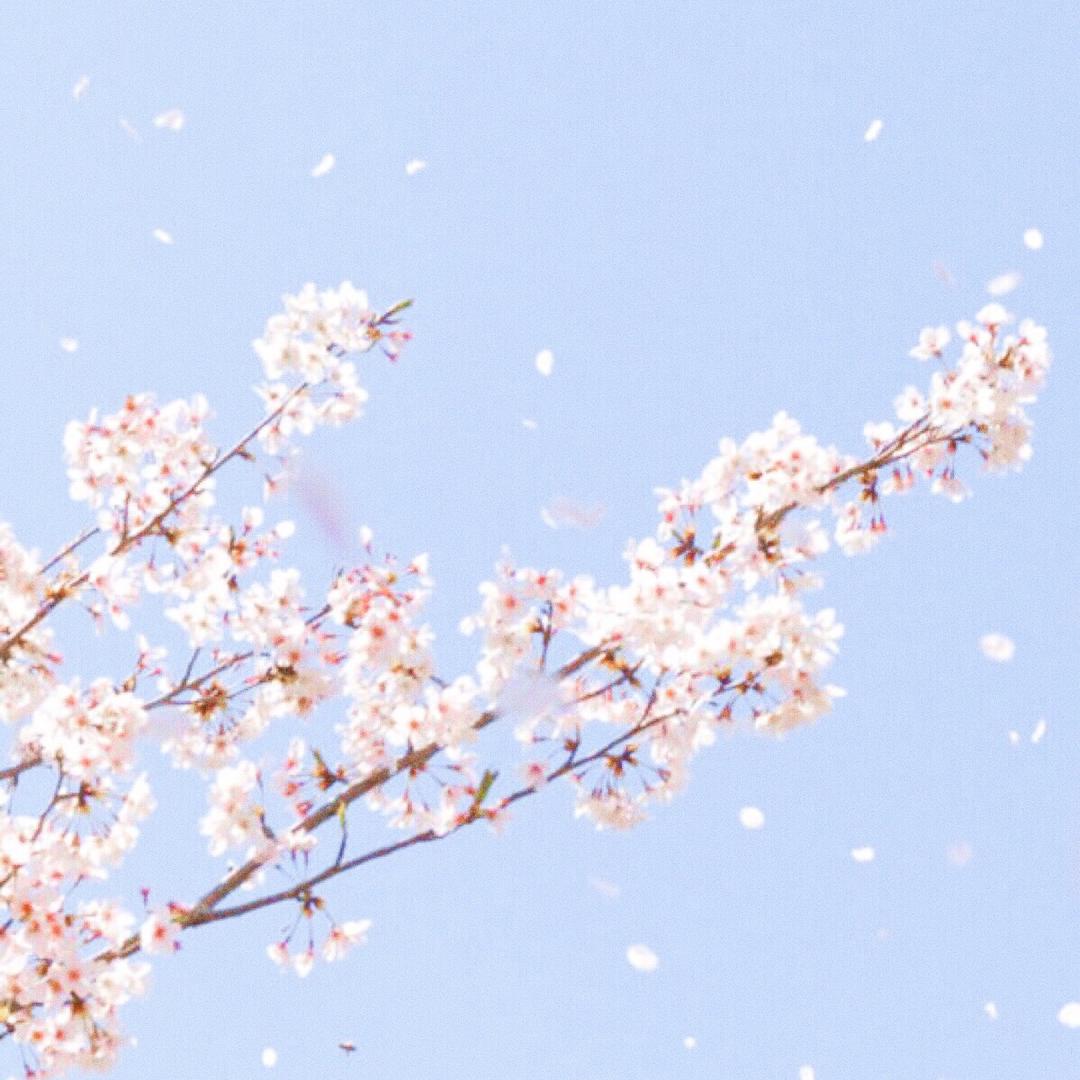 sicka（被制裁版