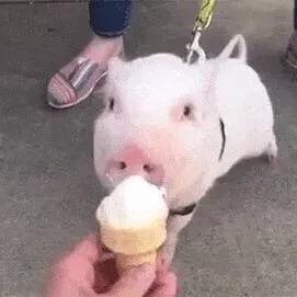 小卷毛圈圈