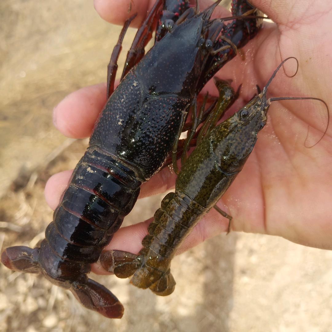 王过  虾苗 种虾