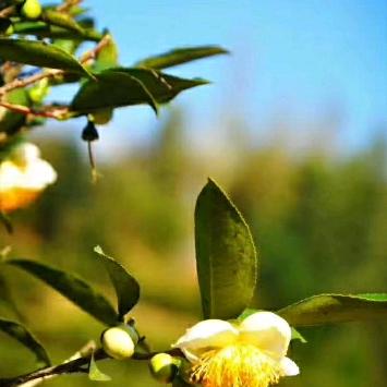 漳平水仙茶″非遗″传承人刘弟亮