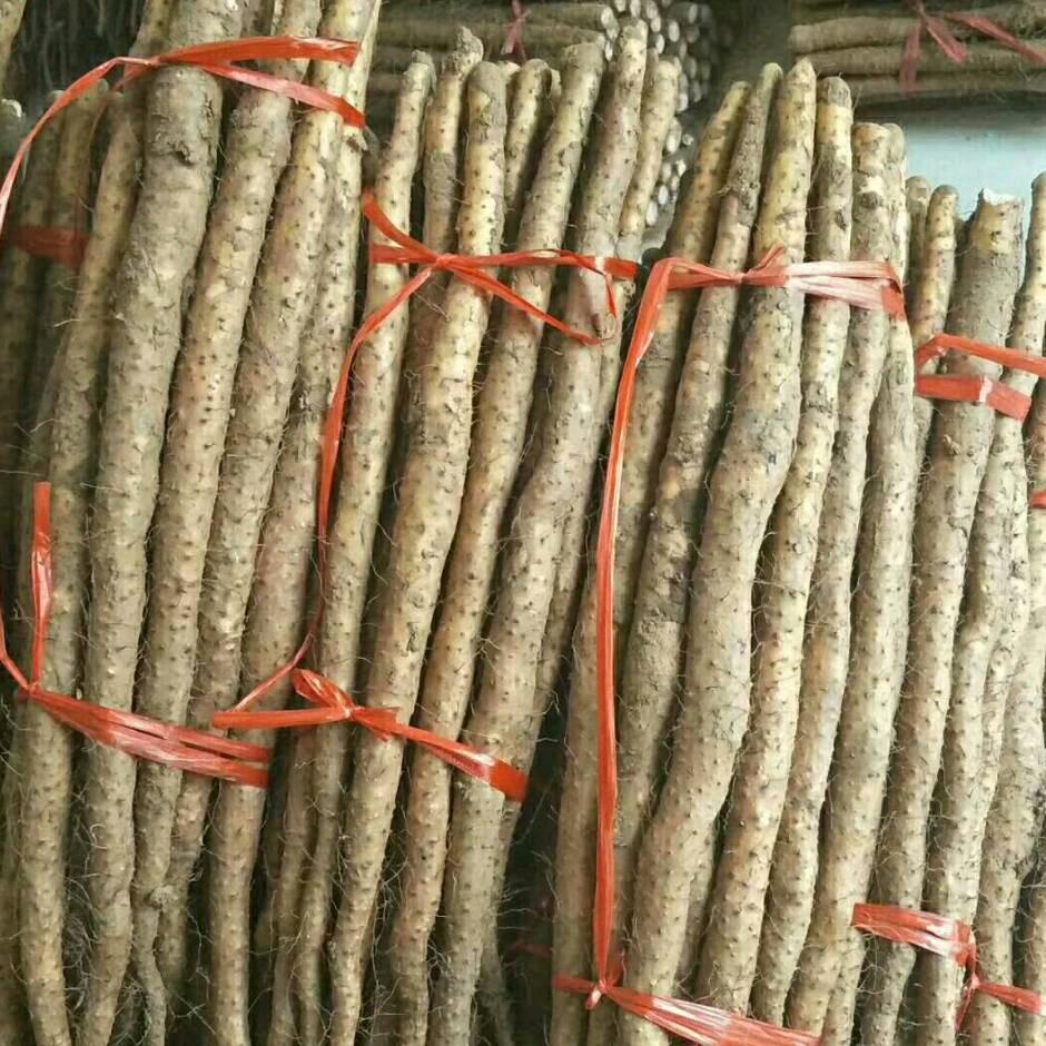 焦作温县振远铁棍山药