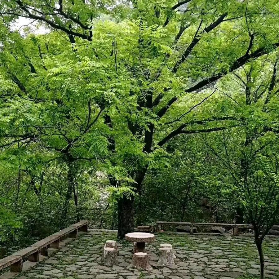 小丫丫