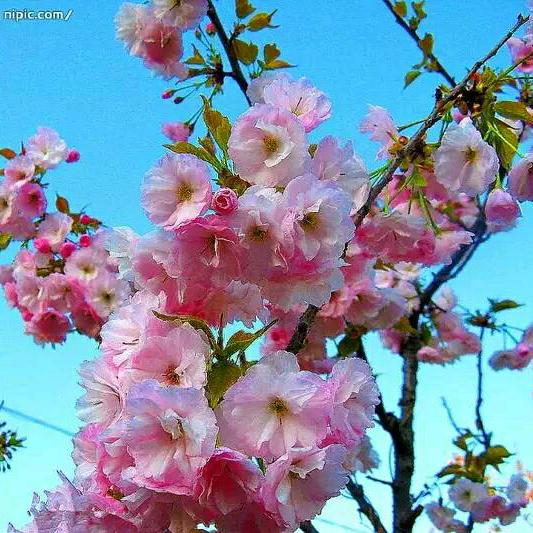 平安一生，