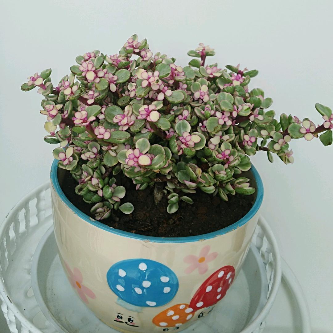 光山西亚城市广场一楼骆驼