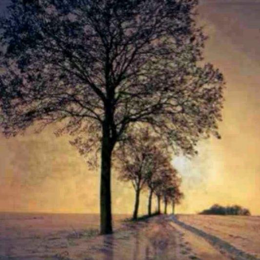 老兵  河北半夏白术