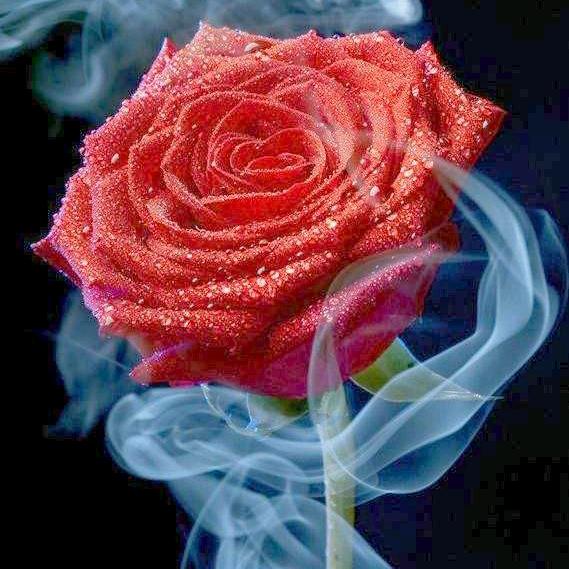 爱的🌹玫瑰