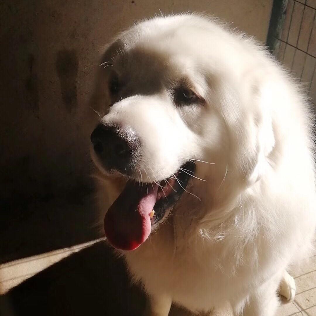 辛巴是只大白熊🐾