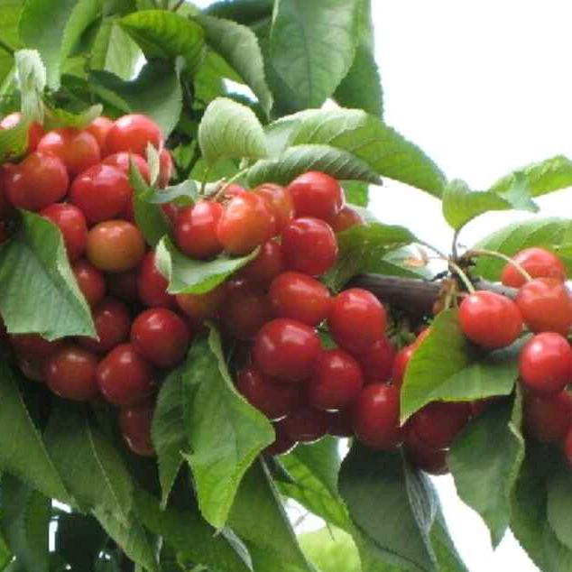 睫诗雅眼睫毛工厂