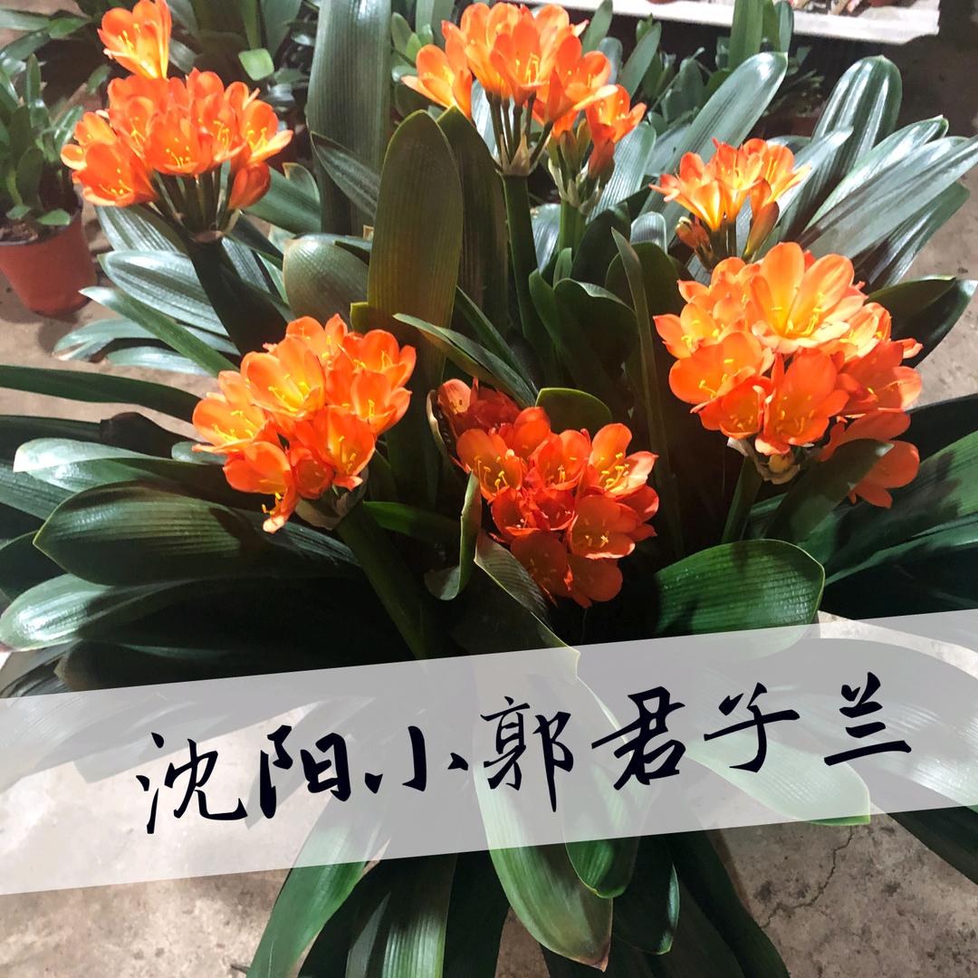 沈阳小郭君子兰