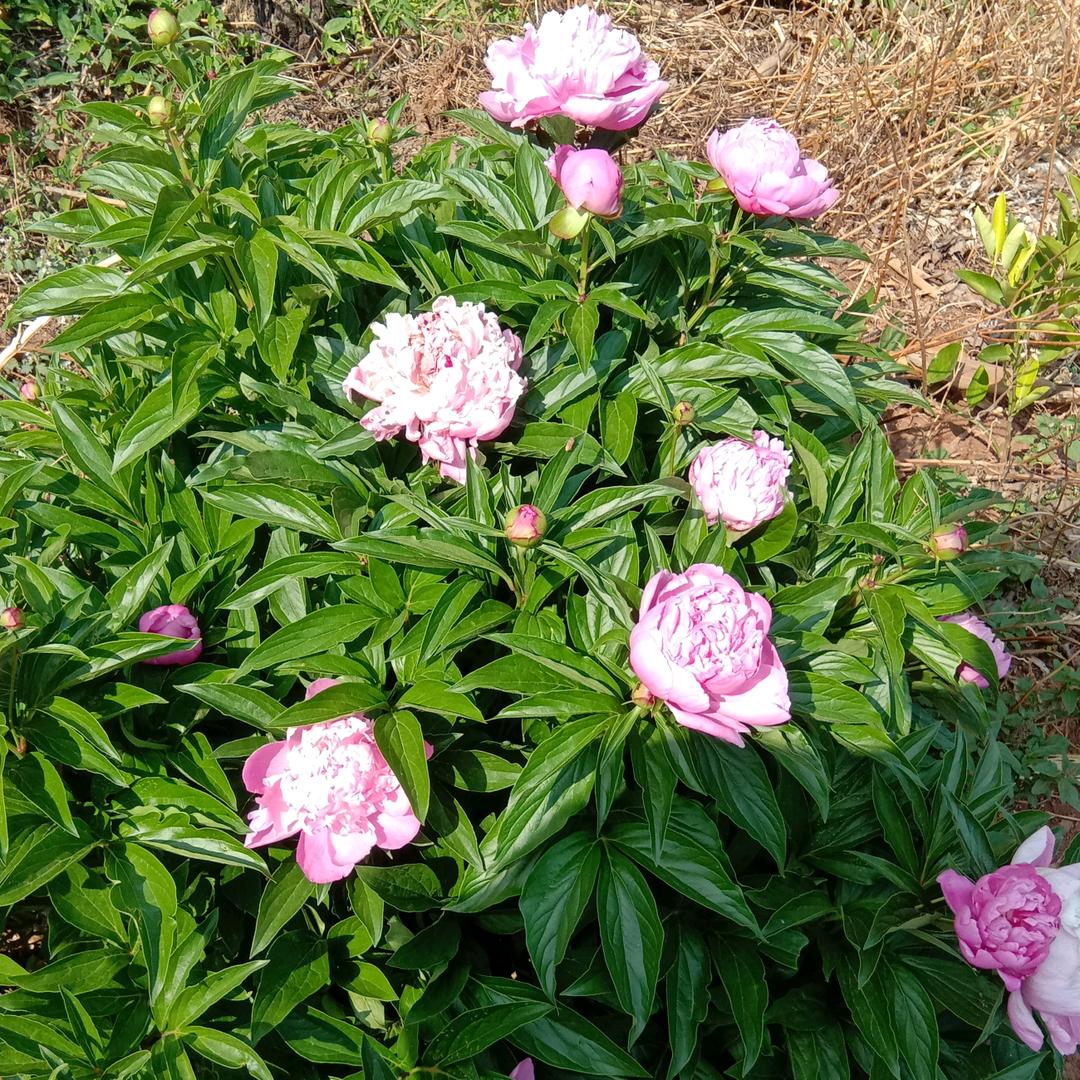 雪花的季节