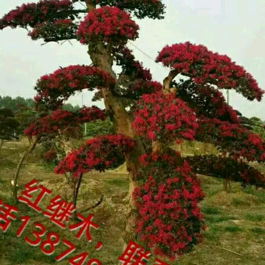 湖南浏阳永和辉耀苗木合作社