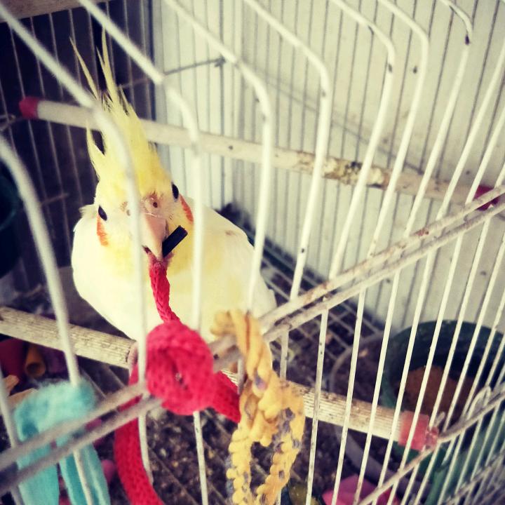 老王