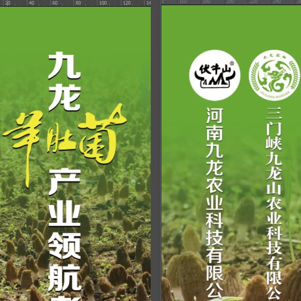 九龙羊肚菌企业店