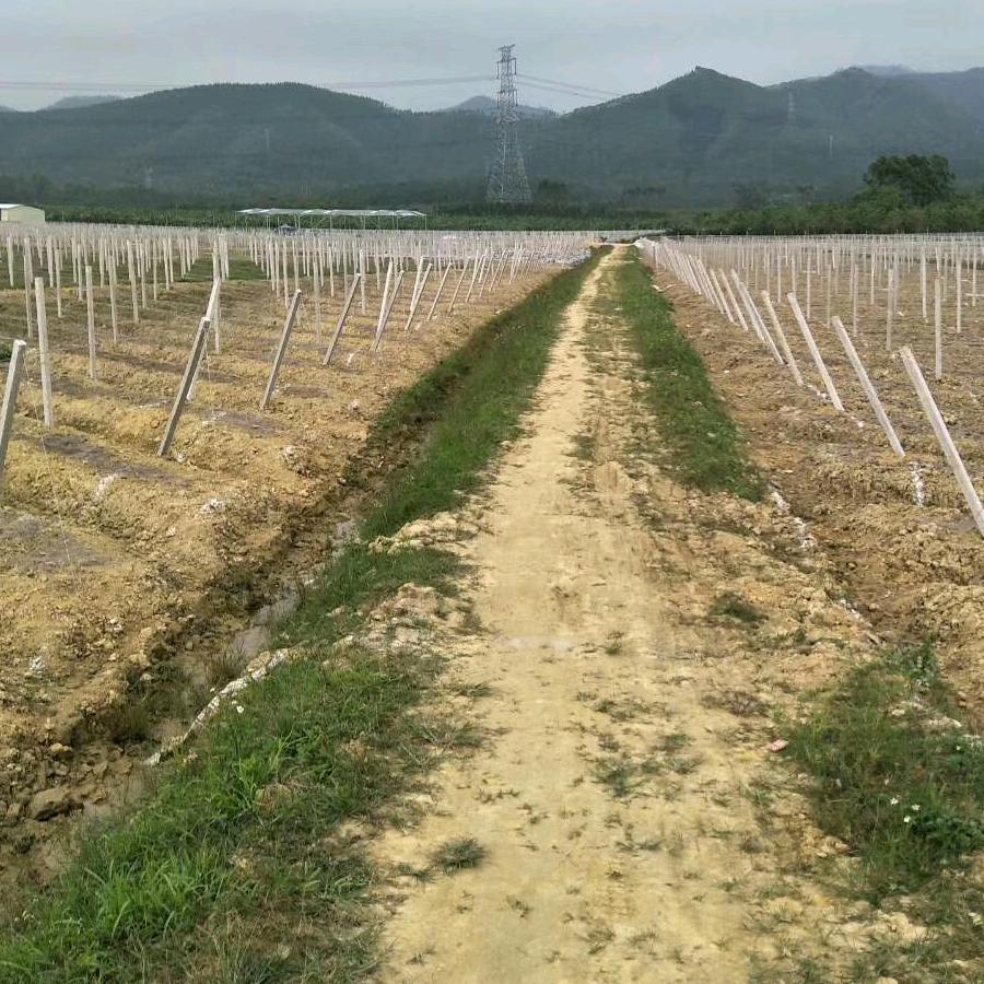 专业搭葡萄架，百香果架，火龙果，蔬菜棚