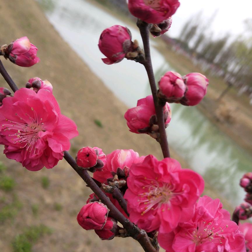 a无悔真的是无悔