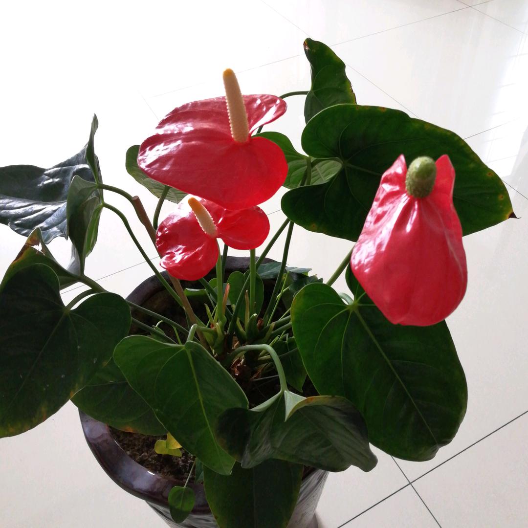 芹