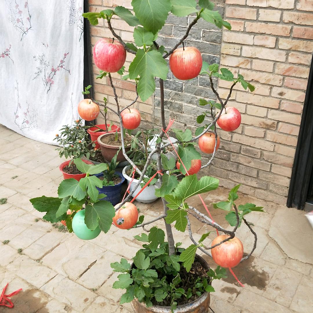 苹果