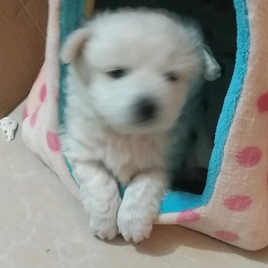 开心果