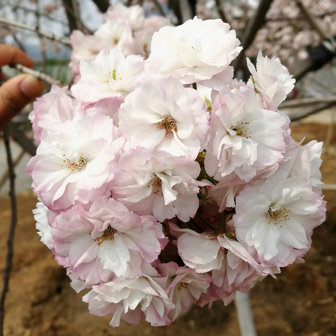 泰安市泰山华茂樱花基地