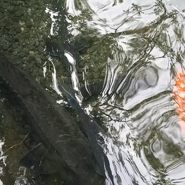 美人