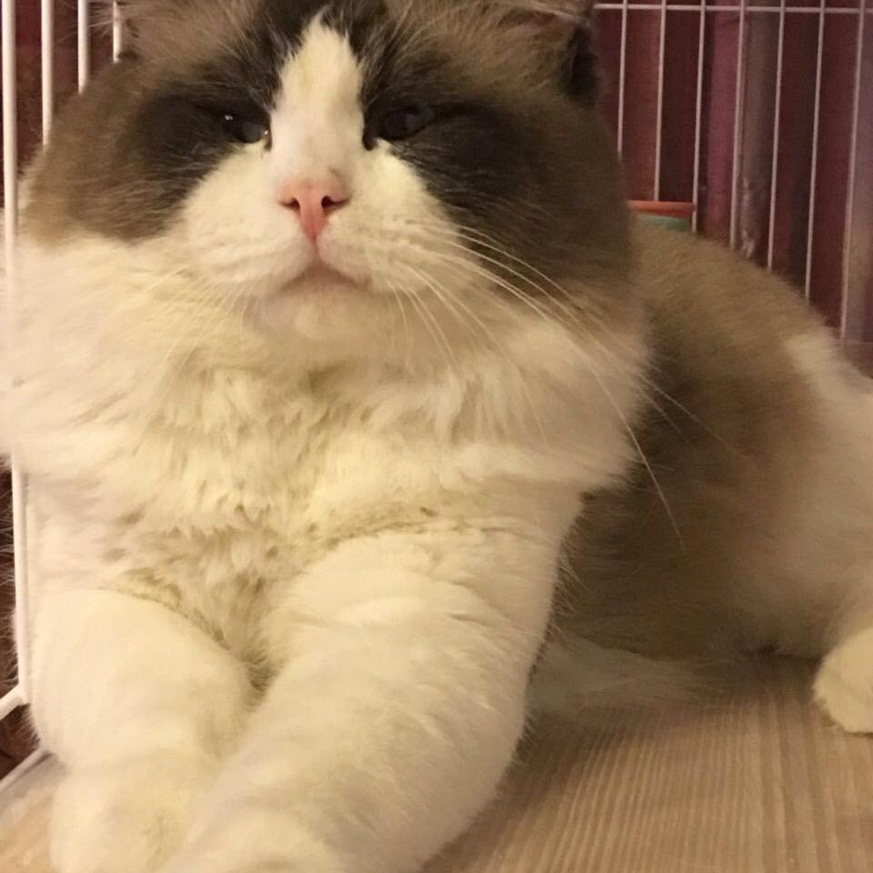 鞍山大刚名猫