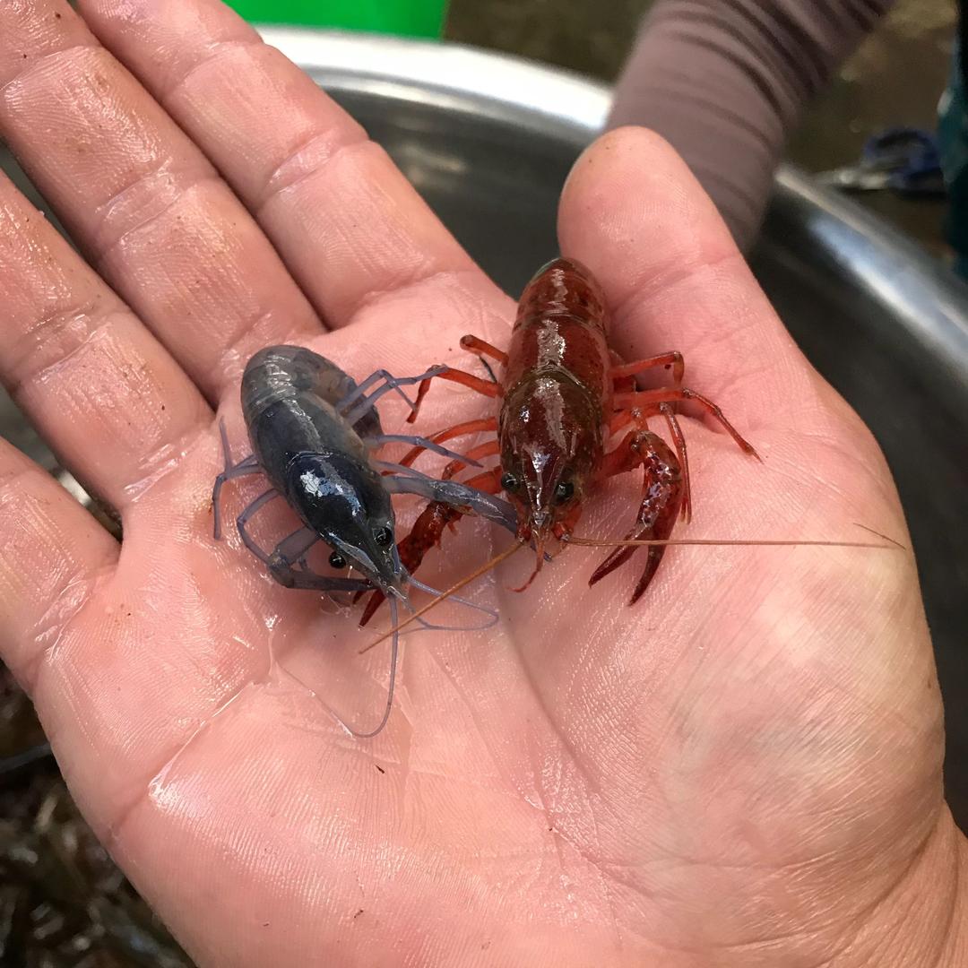 拿鱼摸虾赵得住