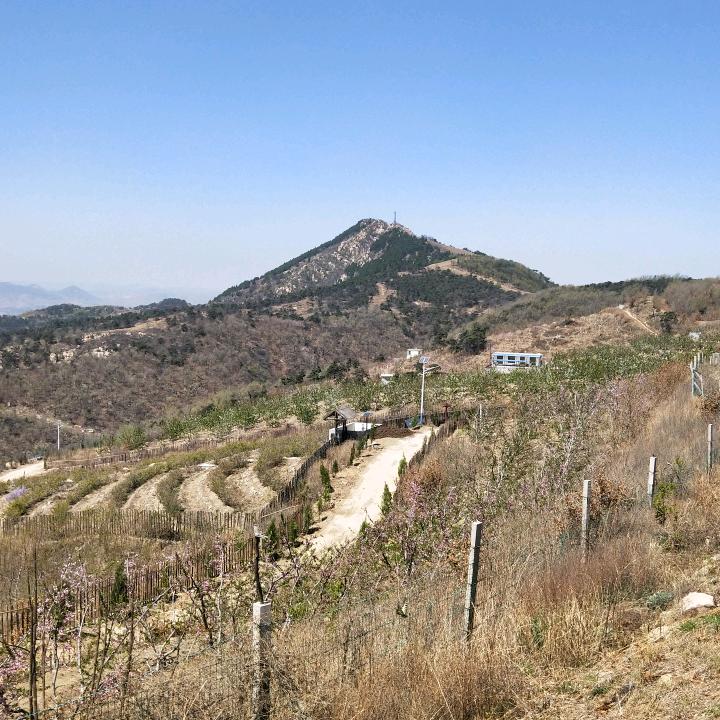 冠县鲁建苗木专业合作社