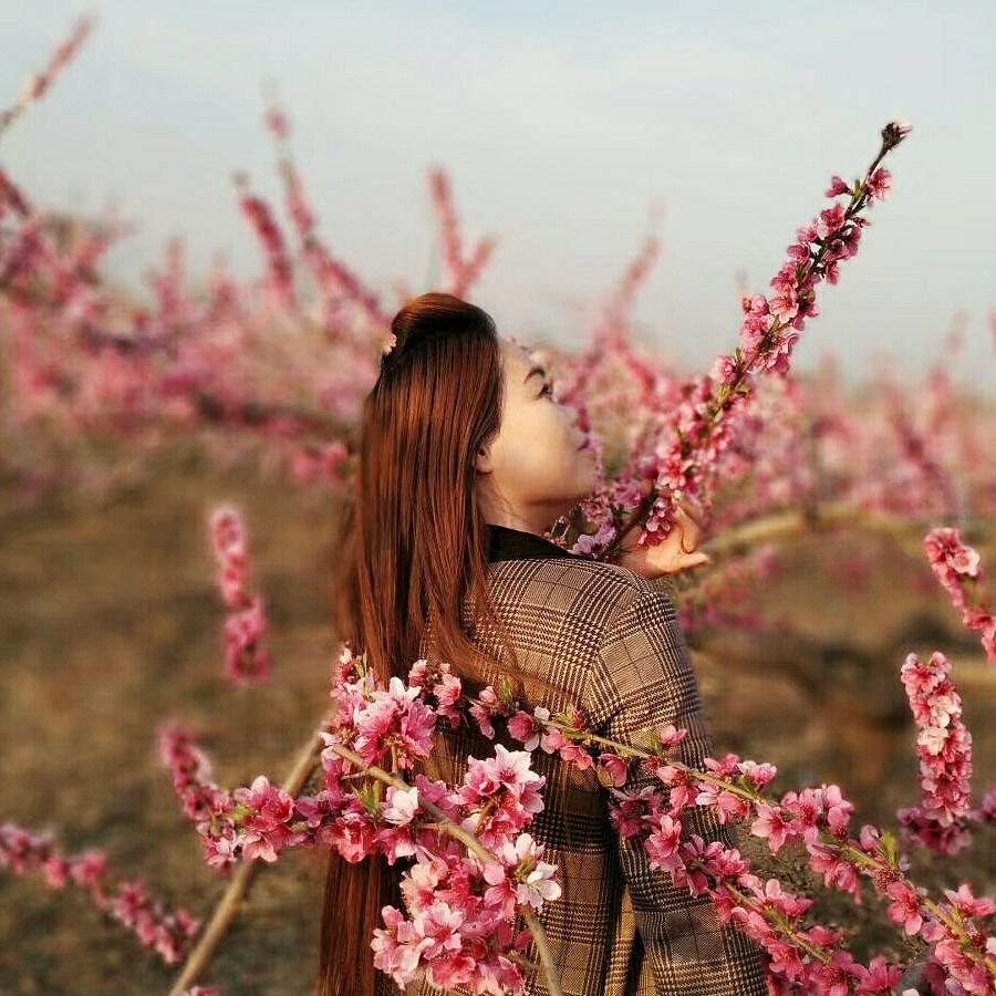 樱花漫舞（不定时开播）