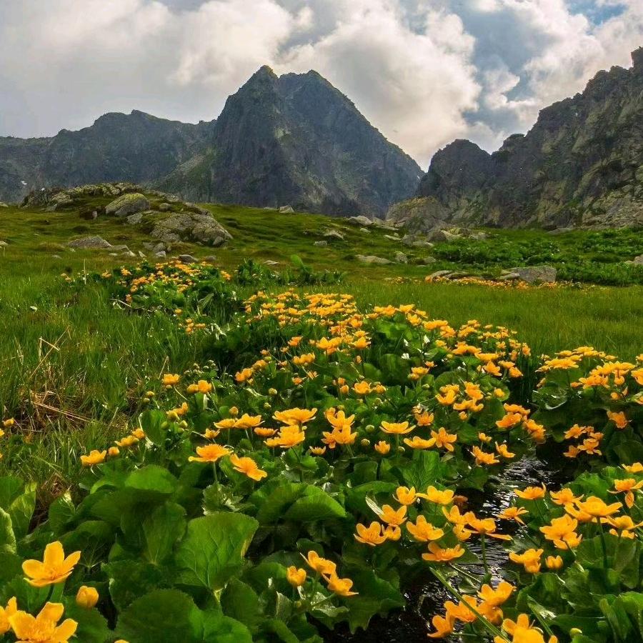 顺河奇石居代收板栗，樱桃。