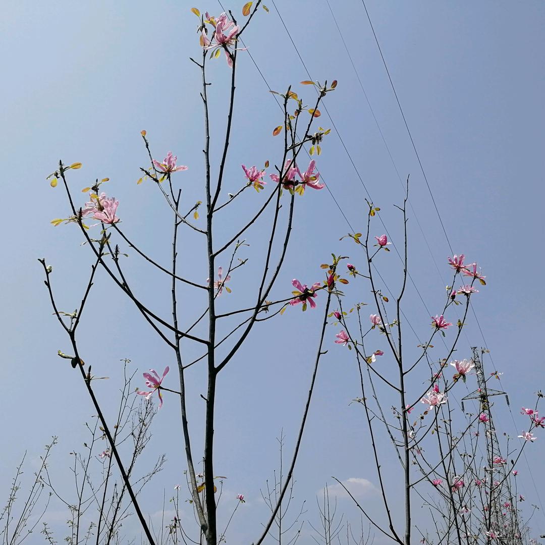 大悲
