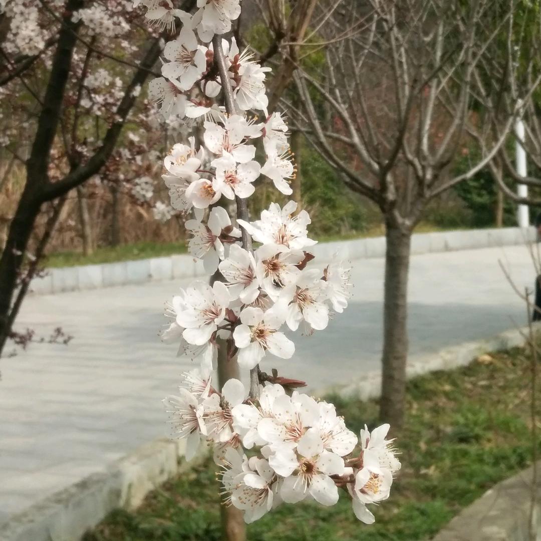 春暖花开