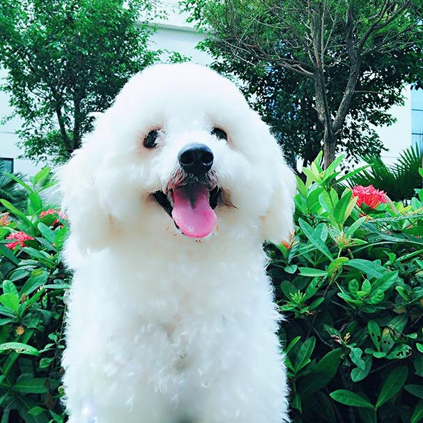 骑着蚊子上月球