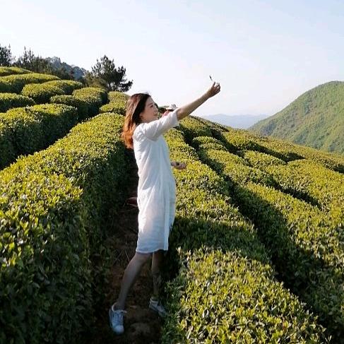 沐心汉中绿茶