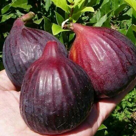 新河无花果