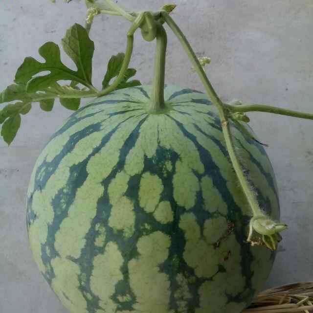 西瓜大王