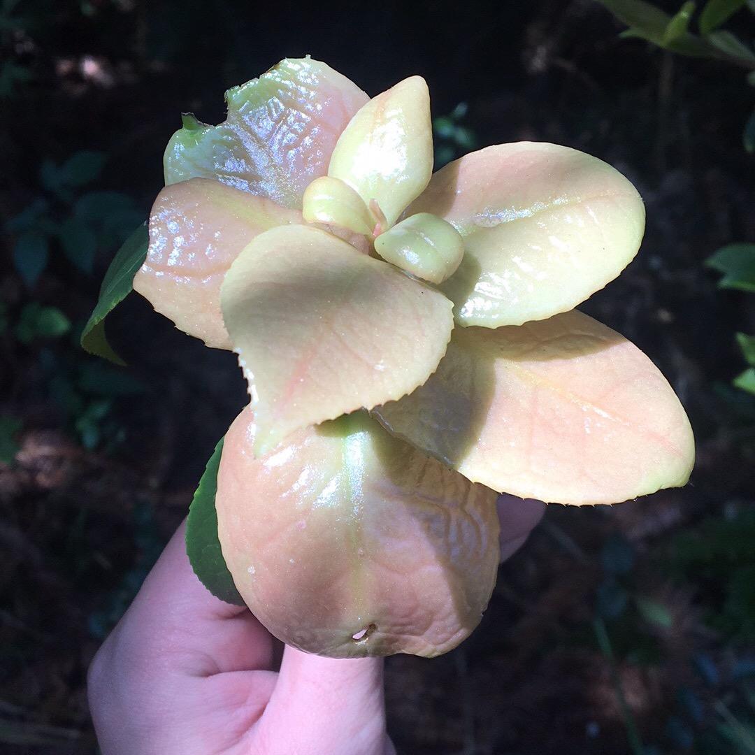 逆风撩恶鬼