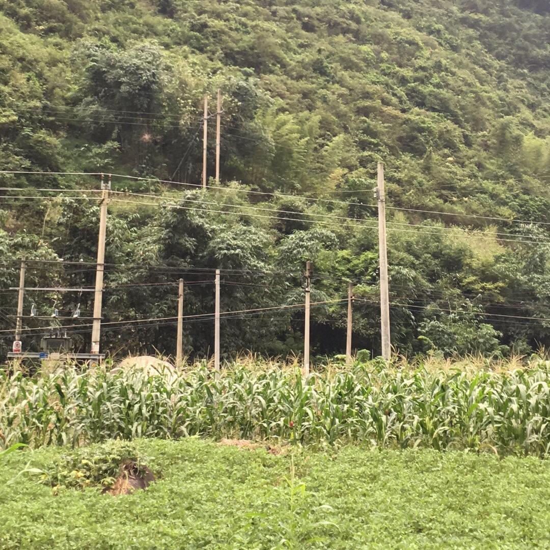 ヤゞ夜蘭朲靜ぃ