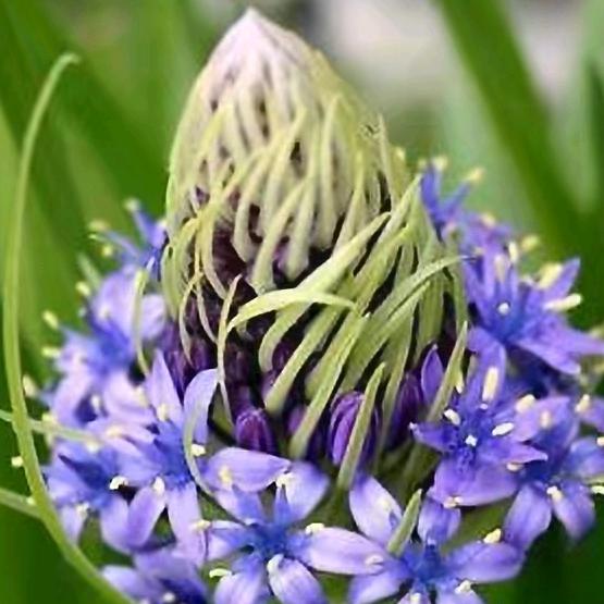 雾里看花