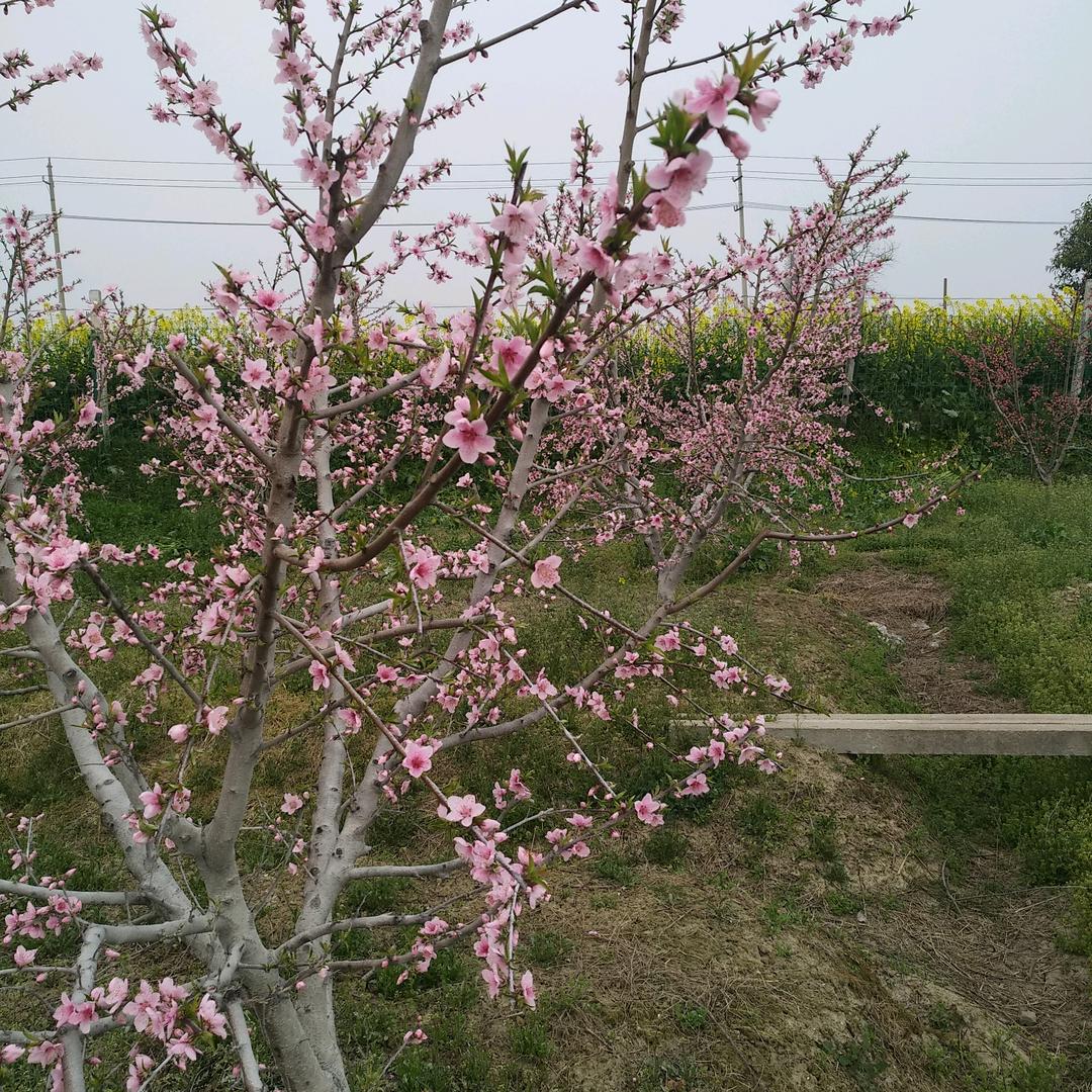 顺其自然