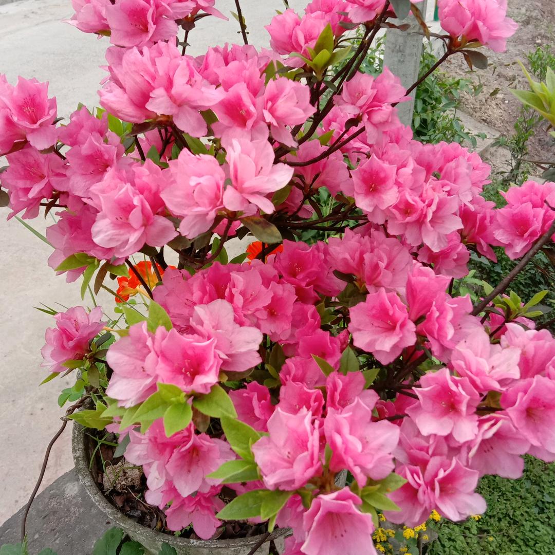 用户花落谁家520