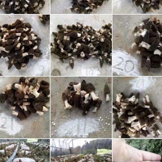 静远食用菌